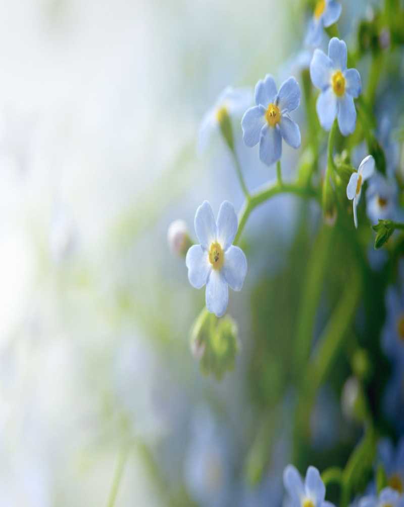 Town of Cohocton Town Clerk